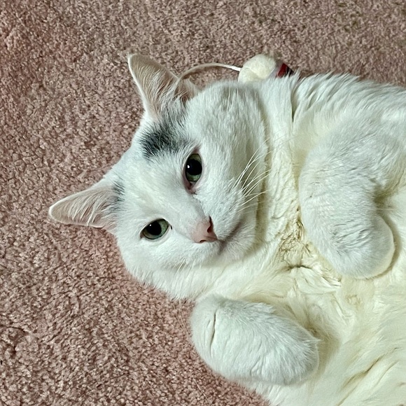 Meet your Posher, Josephine - Picture 1 of 2